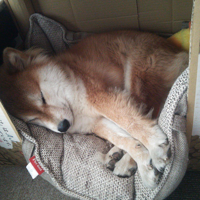 乐鱼app-CBA多名主力归队 球队阵容趋于完整，cba球队列表