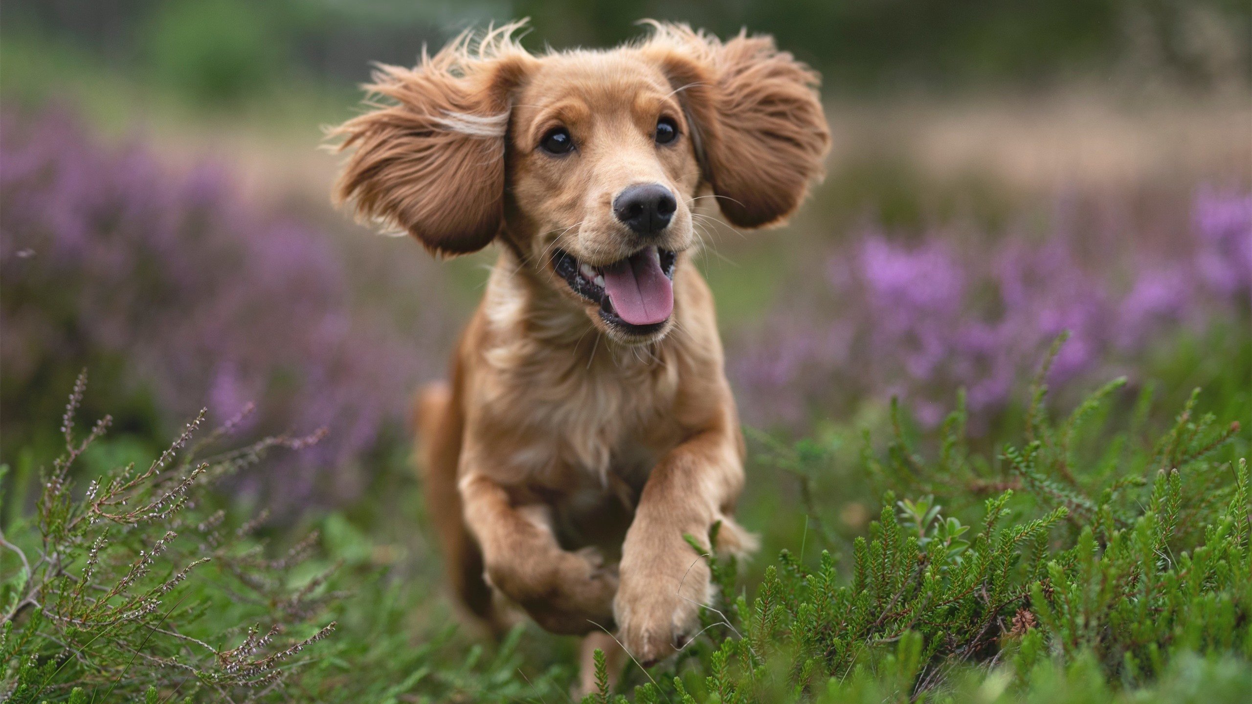 乐鱼（LEYU）体育-CS2新引擎优化上线比赛节奏更加流畅，cs2引擎模拟器