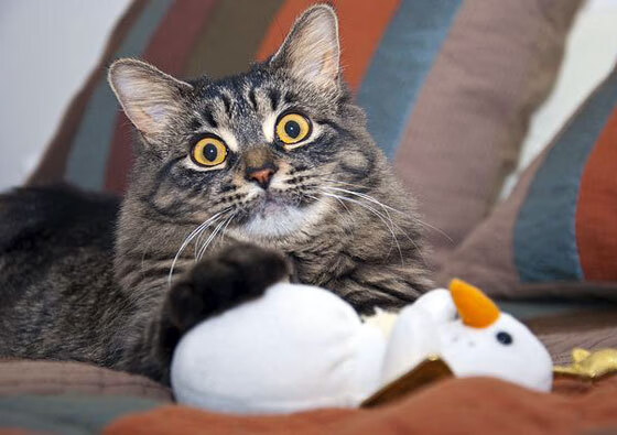 “腰旗式美式橄榄球：东部新区赛场首次亮相”