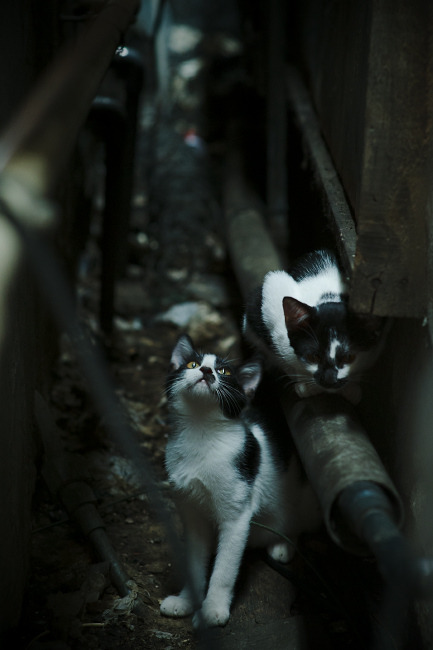 “腰旗式美式橄榄球：东部新区赛场首次亮相”