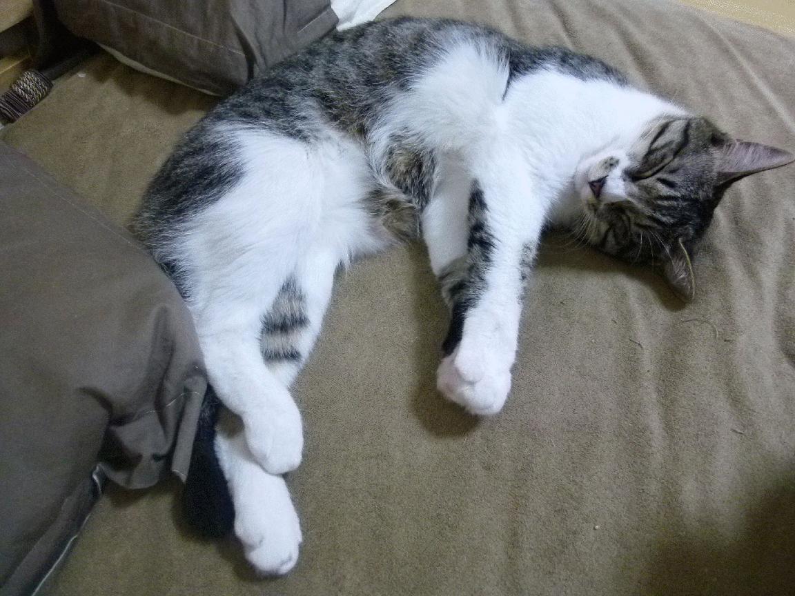 乐鱼电竞· (中国)官方网站-“高新体育中心：篮球赛精彩不断，决战即将来临”