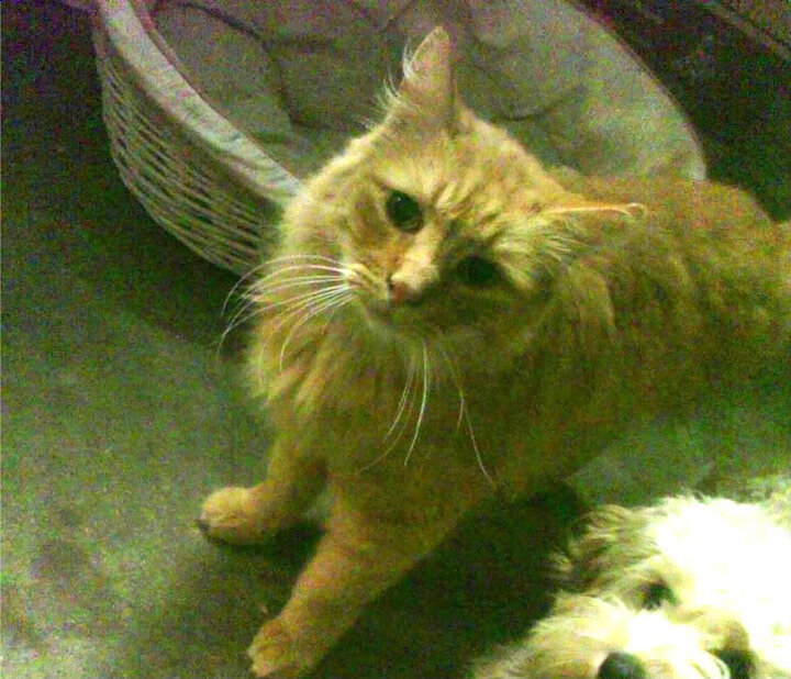 东亚杯中国足球战胜 球员展现团队力量,东亚杯国足大名单