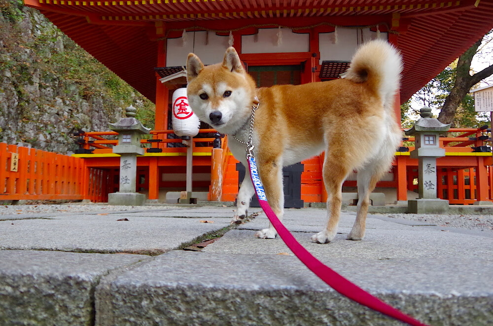 中立B某项目配速调整战术成优势