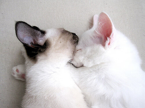 乐鱼体育登录-新判罚规则是否影响比赛公平性，判罚依据