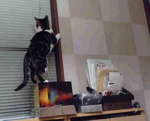 男子接力新组合试验成功,男子接力选手