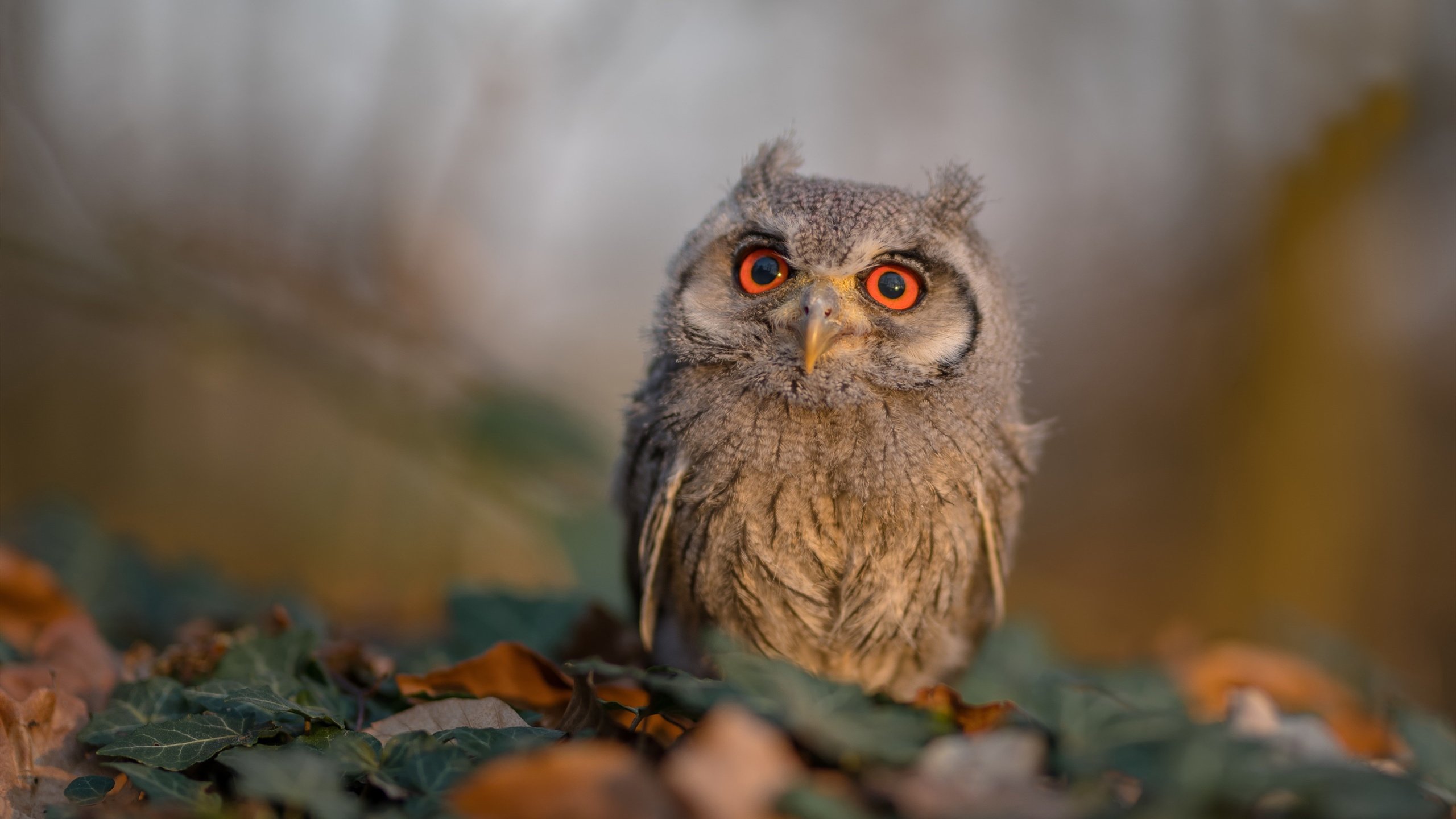 乐鱼官网-科学运动鞋设计助力乒乓球选手提升灵活性，乒乓球比赛用鞋