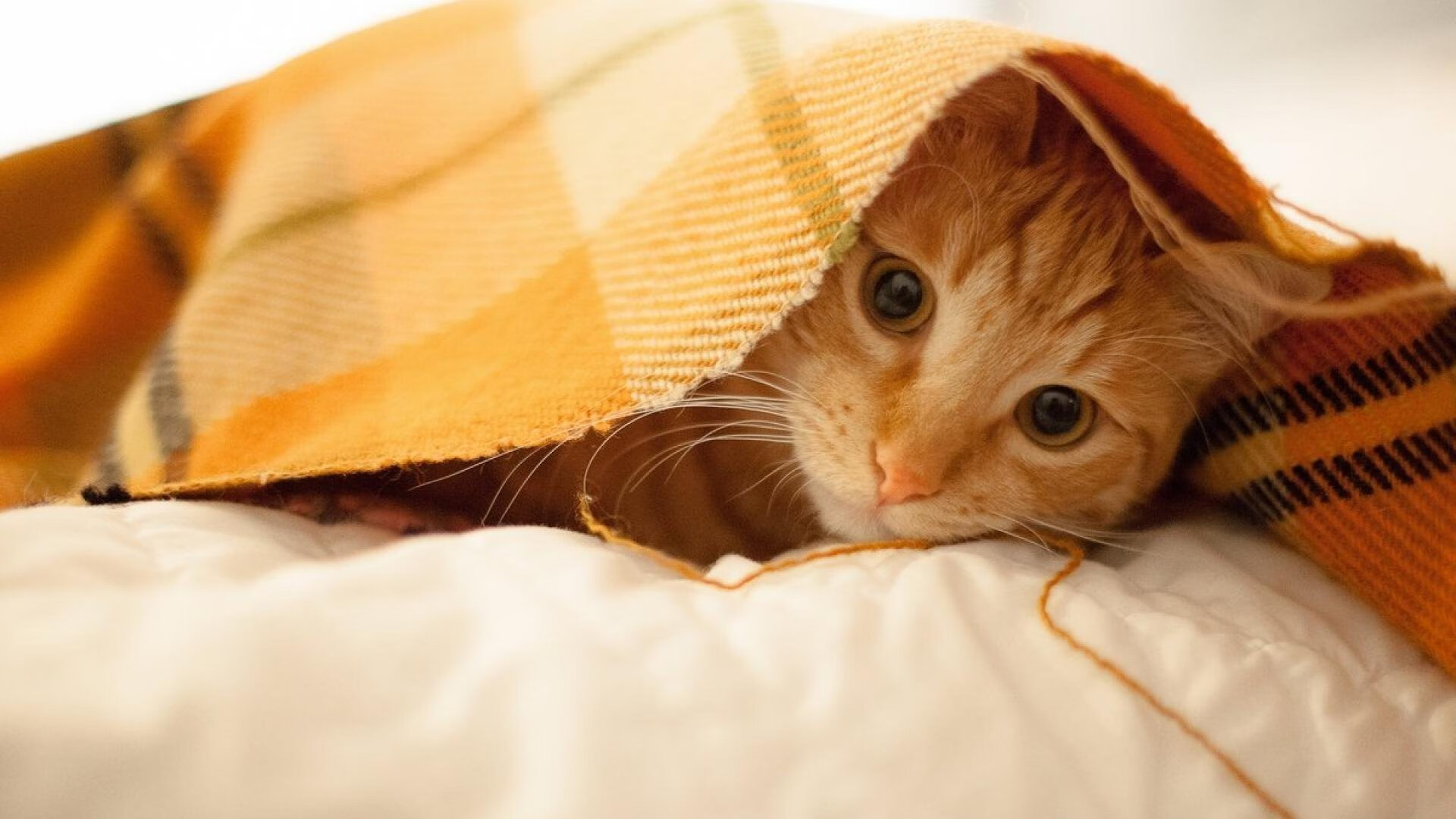 德布劳内状态火热，带领曼城继续领跑