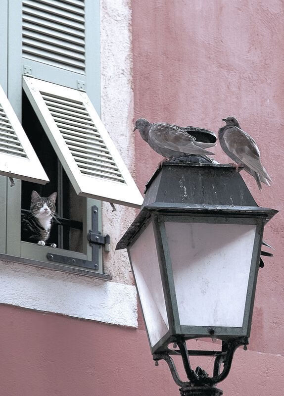 乐鱼体育平台app下载-职业球员管理引入时间分配模型平衡训练与休息