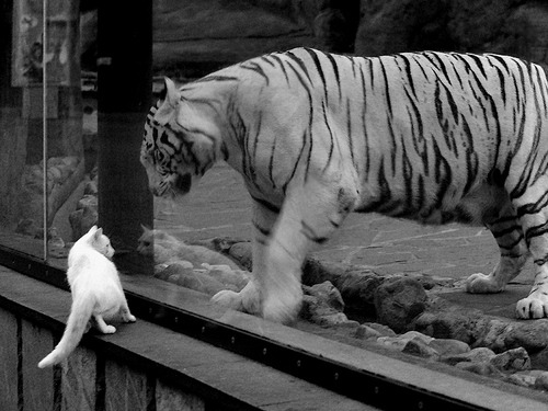 乐鱼娱乐app-西班牙青年队在欧洲青年赛中表现出色，潜力无限